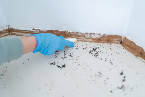 Best Best Pest Control Companies  in Fort Walton Beach, FL